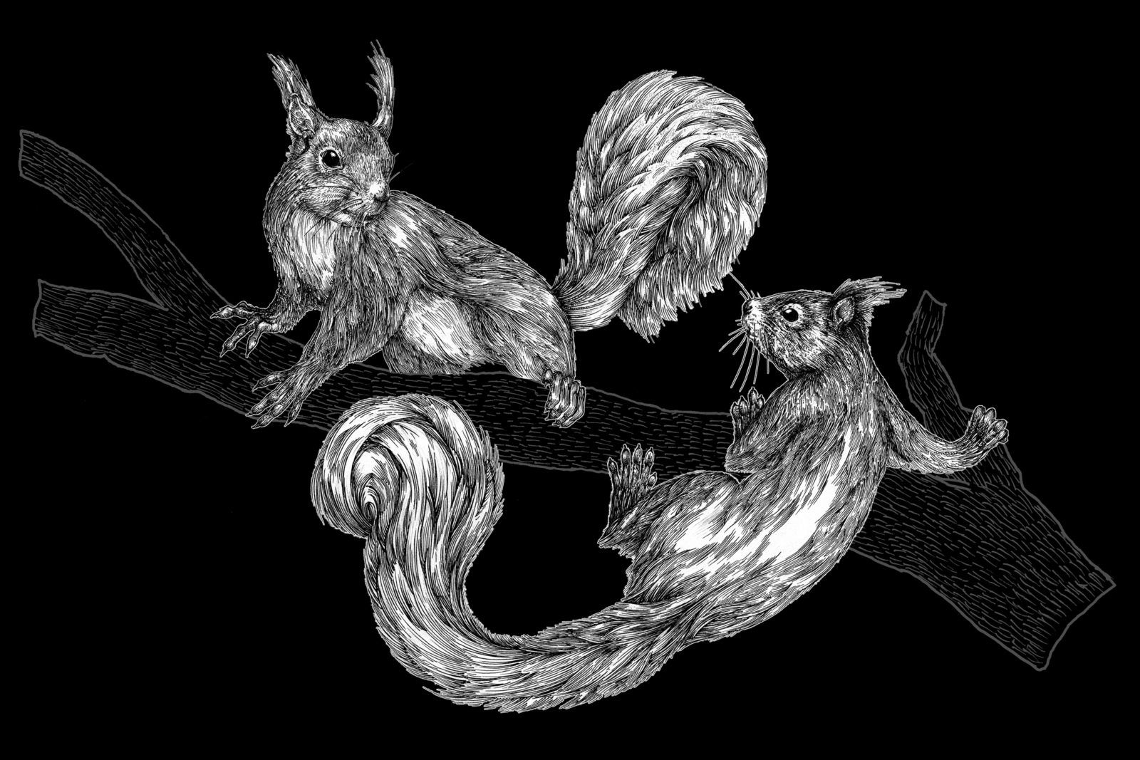 RBS banknotes Red Squirrels illustration by Timorous Beasties